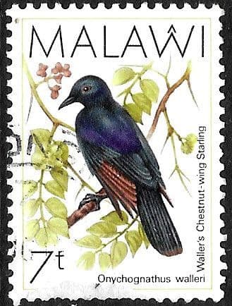 Malawi 1988 Birds SG 792 Fine Used