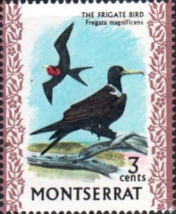 Montserrat 1970 Birds SG 244 Magnificent frigate Fine Mint