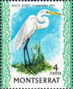 Montserrat 1970 Birds SG 245 Great Egret Fine Mint