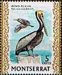 Montserrat 1970 Birds SG 246 Brown Pelican Fine Mint
