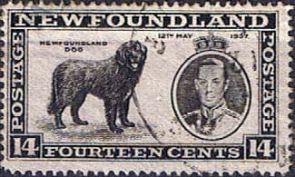 Newfoundland 1937 SG 262 King George VI Coronation Newfoundland Dog Fine Used