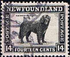 Newfoundland 1941 SG 284 Dog Fine Used