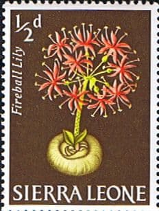 Sierra Leone 1963 SG 242 Palm Fireball Lilly Fine Mint