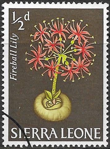 Sierra Leone 1963 SG 242 Palm Fireball Lilly Fine Used