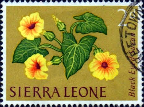 Sierra Leone 1963 SG 245 Black eyed Susan Fine Used