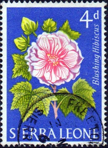Sierra Leone 1963 SG 247 Blushing Hibiscus Fine Used