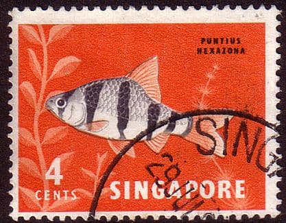 Singapore 1962 SG 65 Tiger Fish Fine Used