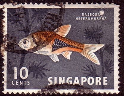 Singapore 1962 SG 69 Harlequin Fish Fine Used