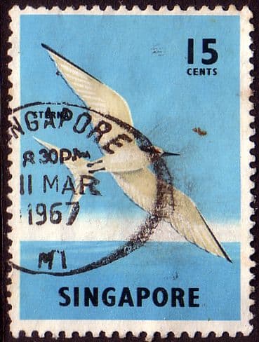 Singapore 1962 SG 70a Bird Black-naped Tern Fine Used