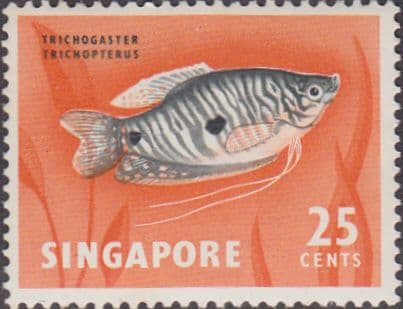 Singapore 1962 SG 72 Three-spotted Goramy Fish Fine Mint