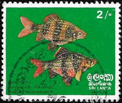 Sri Lanka 1972  Fishes SG 597 Fine Used