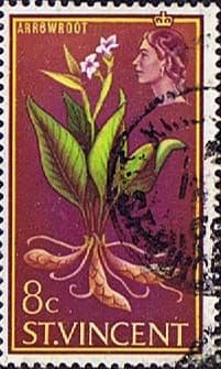 St Vincent 1965 SG 237 Arrowroot Fine Used