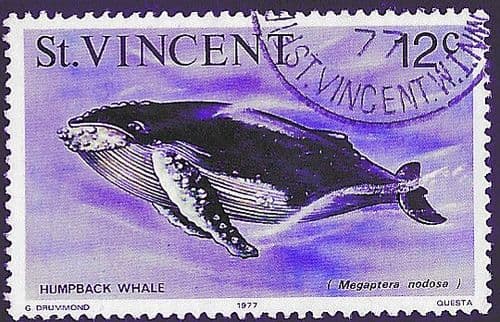 St Vincent 1975 Marine life SG 430 Humpback Whale Fine Used