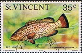 St Vincent 1975 Marine life SG 435 Red Hind Fine Used