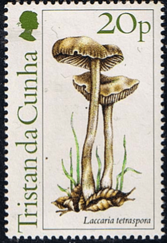 Tristan Da Cunha 1984 Fungi SG 370 Fine Mint