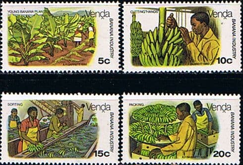 Venda 1980 Banana Cultivation Set Fine Mint