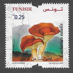 2023 0.25d 'LACTARIUS EDULIS' FINE USED