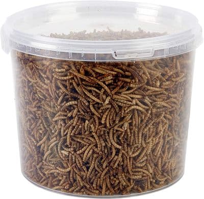 dried mealworm pot