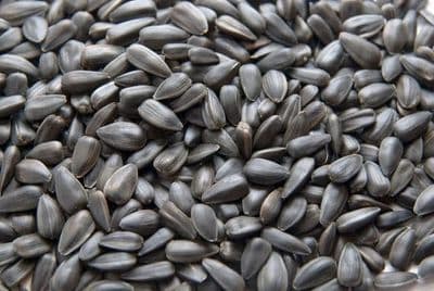 Own pre-bagged black sunflower