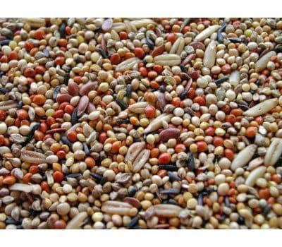 Own pre-bagged budgie tonic