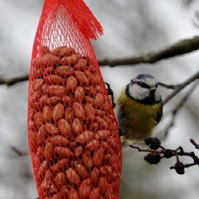 peanuts in nests