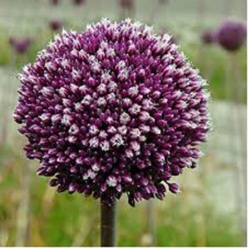 ALLIUM Summer Drummer BULB SIZE 12/14cm