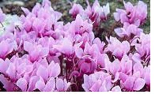 	CYCLAMEN hederifolium   CORM  SIZE 13/15cm (neapolitanum)