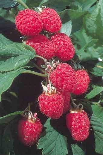 10 Glen Ample raspberry Canes