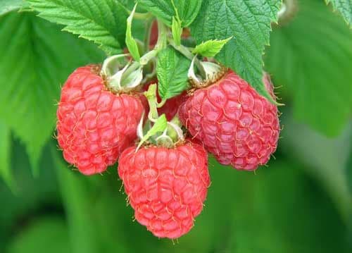 10 Glen Fyne Raspberry canes