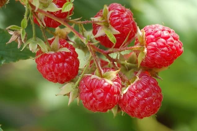 10 Glen Lyon Raspberry Canes