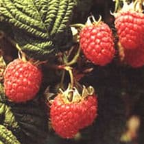 10 Glen Moy Raspberry Canes