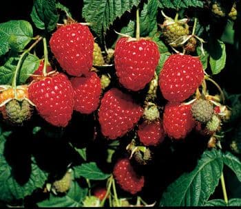 10 Joan J Raspberry Canes