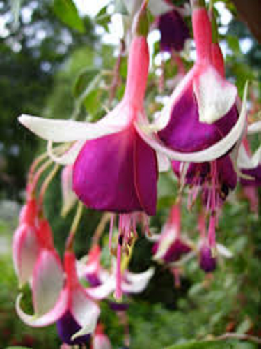 10 X FUCHSIA AUNTIE JINKS