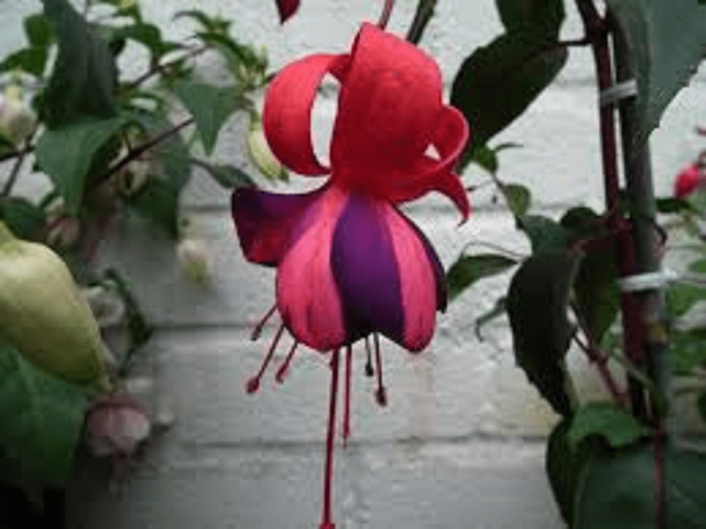 10   X   FUCHSIA    BLAND NEW STRIPE   PLUG  PLANTS