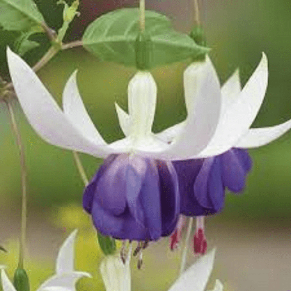 10  x  FUCHSIA   DELTAS SARAH  PLUG  PLANTS