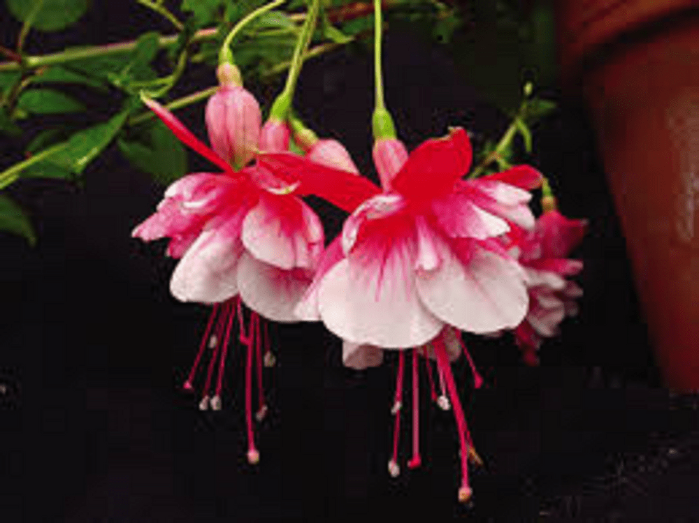 10 X   FUCHSIA   EL CAMINO