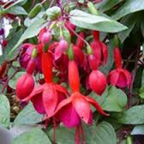 10 x FUCHSIA MARINKA