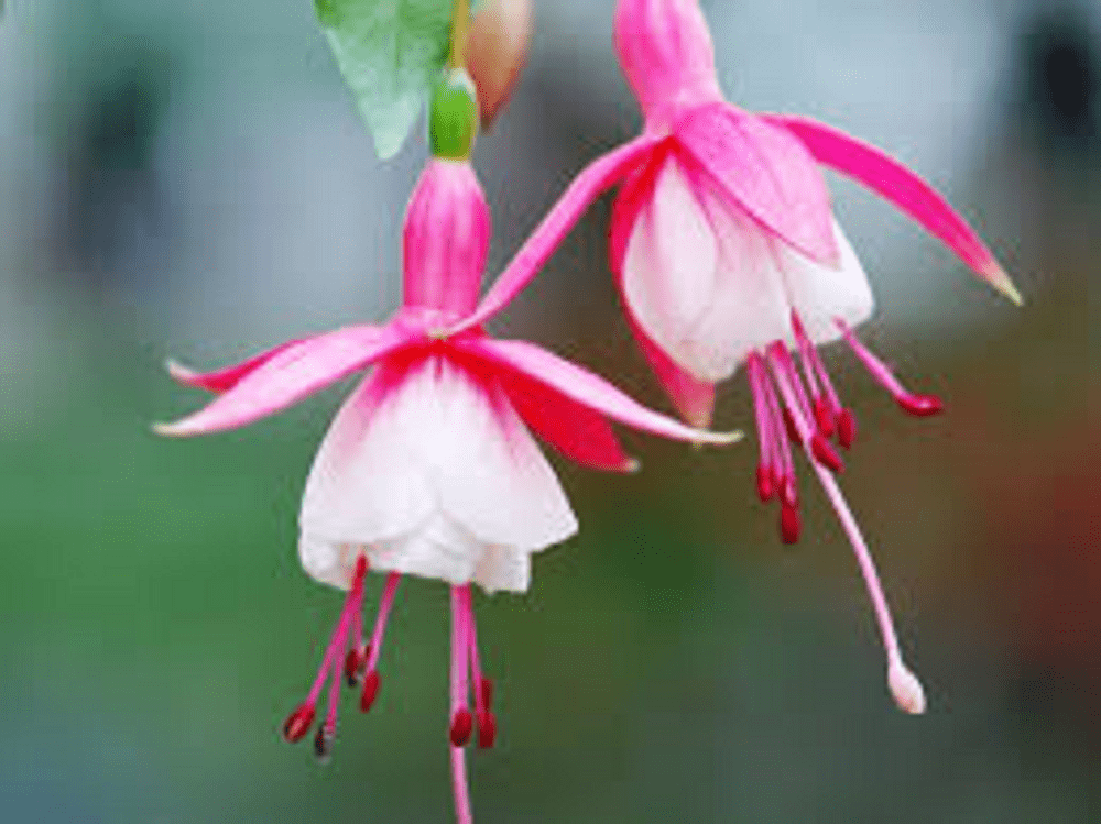 10 x FUCHSIA PATIO PRINCESS PLUG PLANTS