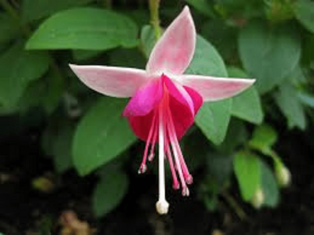 10  x  FUCHSIA    PAULA JANE   PLUG  PLANTS