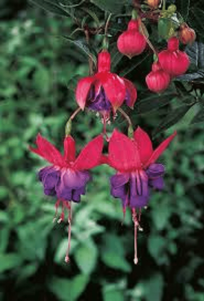 10 x FUCHSIA WINSTON CHURCILL PLUG PLANTS