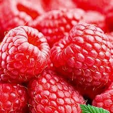 5 Autumn Treasure Raspberry Canes