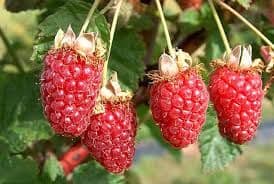 5 Glen Rosa Raspberry Canes