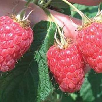 5 Malling Minerva Raspberry Canes