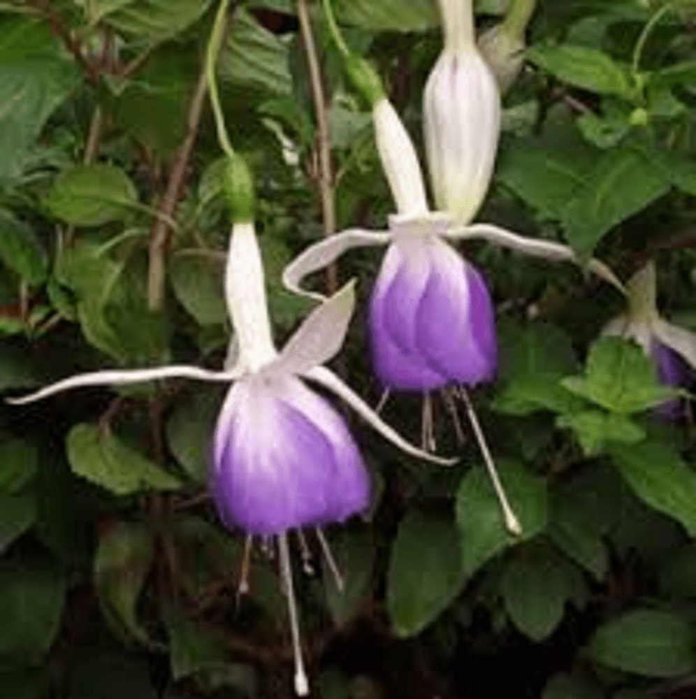 5 X FUCHSIA CARMEL BLUE PLUG PLANTS