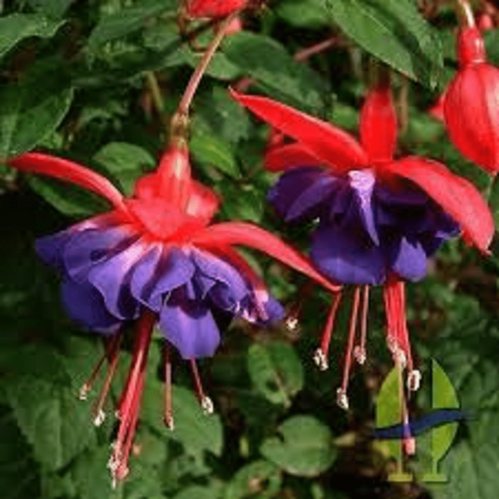 5 X FUCHSIA GENERAL MONK PLUG PLANTS