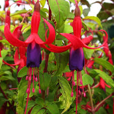 5  X  FUCHSIA    GENII   PLUG  PLANTS