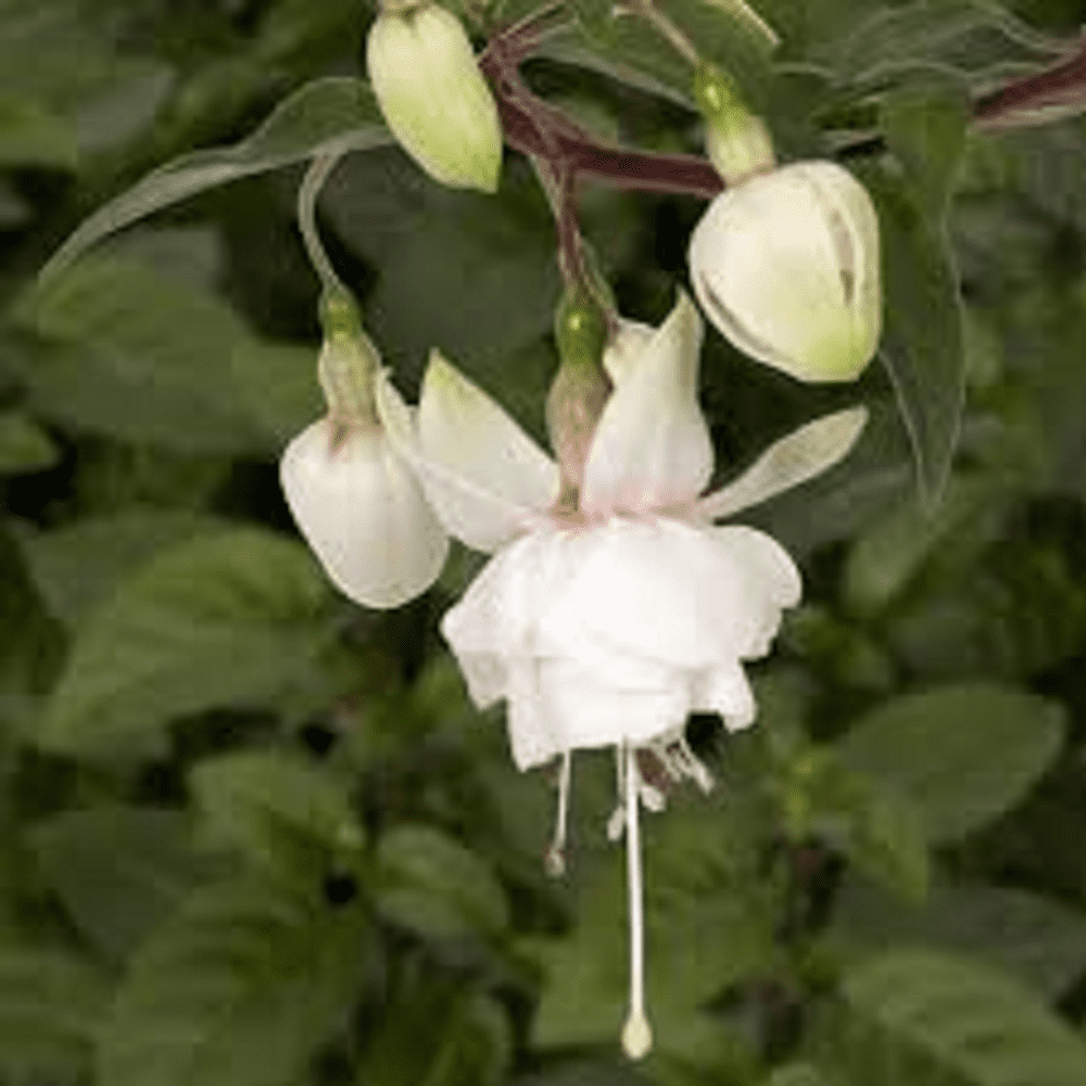 5  X  FUCHSIA    HARRY GREY   PLUG PLANTS
