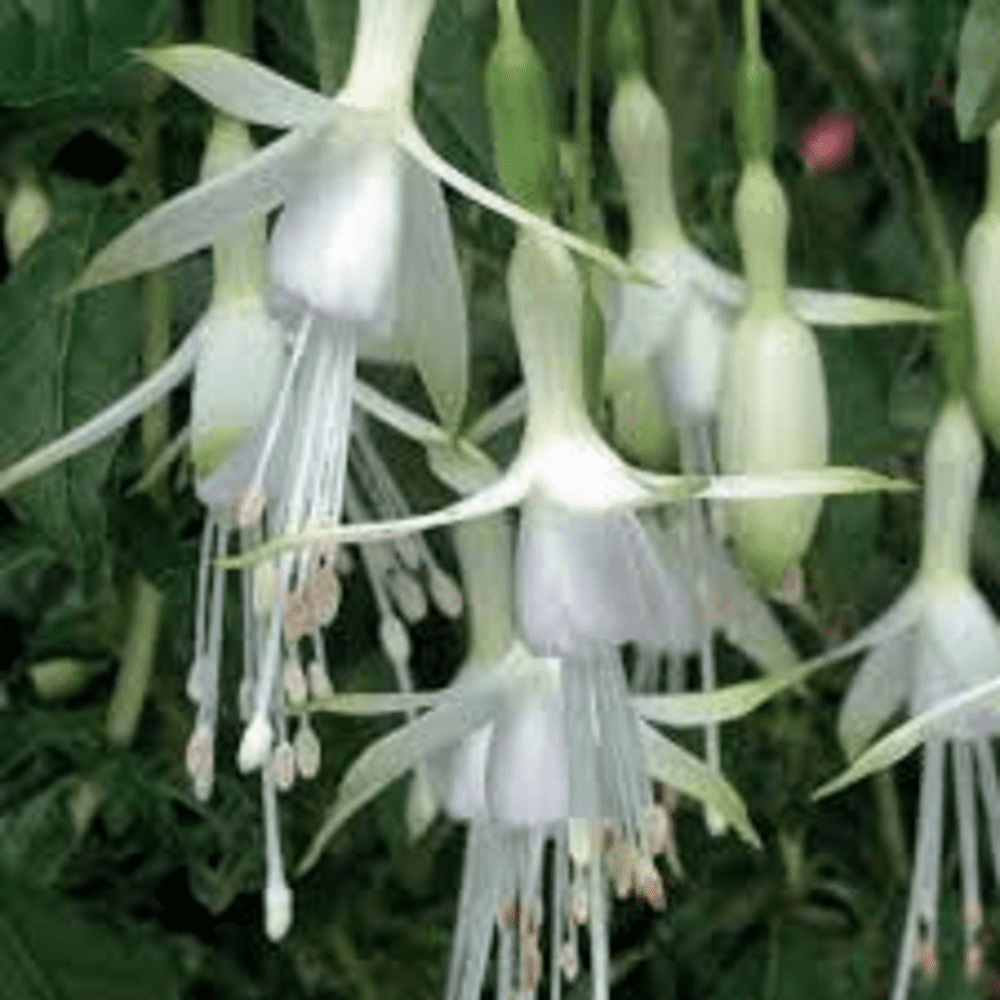 5 X FUCHSIA HAWKSHEAD PLUG PLANTS
