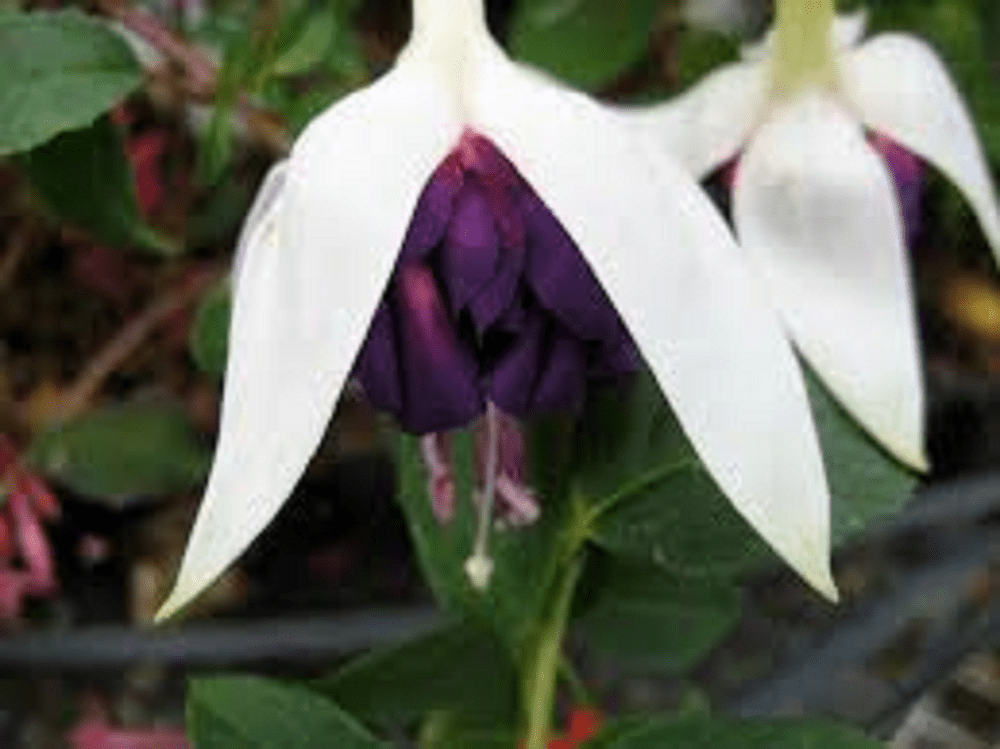 5 X FUCHSIA MARBELLER HERI MOCHARA PLUG PLANTS