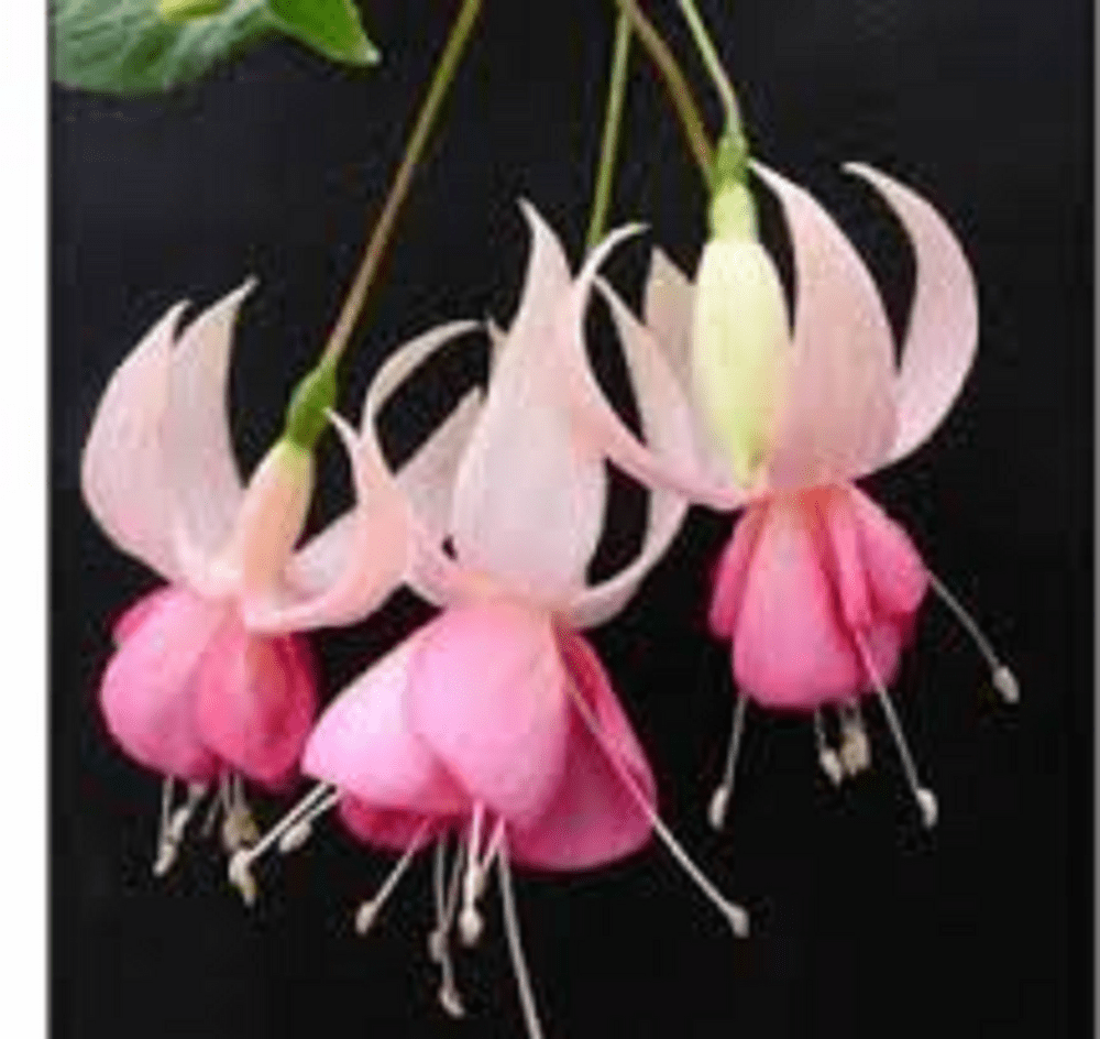 5  X  FUCHSIA    PINK PANTHER   PLUG  PLANTS